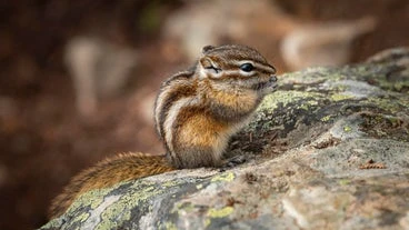 Burglar Chipmunk Wanted By Police In New Hampshire