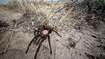 Tarantula Mating Season Makes Spider Lovers Scurry To Colorado Town