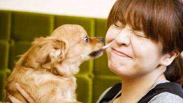 After Reading This, Do You Still Want To Let Your Dog Lick Your Face?