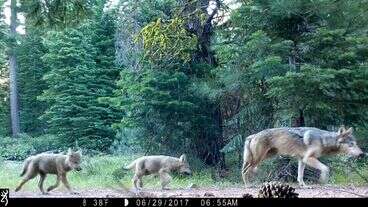 Biden Administration Is Trying To Eliminate Protections For Gray Wolves