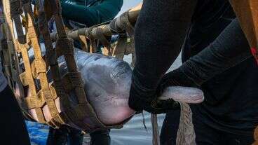 These Dolphins Could Be About To Face A Mass Mortality Event