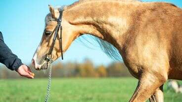 Feed Supplier Takes Blame For Dozens Of Horse Deaths In Oklahoma