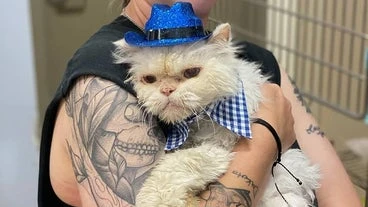 Animal Shelter Throws 19th Birthday Party For Cat Awaiting A Home