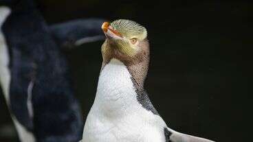 This Smelly Penguin Is New Zealand's Bird Of The Year