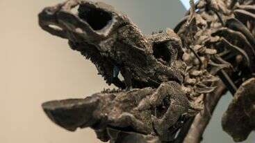 Stegosaurus Skeleton Nabs $44.6 Million At Historic Auction