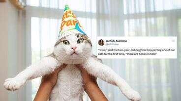 The Funniest Tweets About Cats In Honor Of National Cat Day