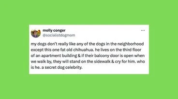 26 Of The Funniest Tweets About Cats And Dogs This Week