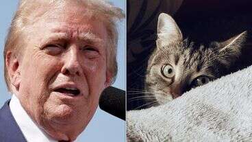 Trump Supporter Whose Police Report Fueled Cat-Eating Rumor Found Pet In Basement Days Later: WSJ