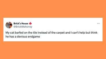 22 Of The Funniest Tweets About Cats And Dogs This Week