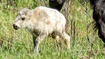 Reported Birth Of Rare White Buffalo Calf Fulfills Lakota Prophecy