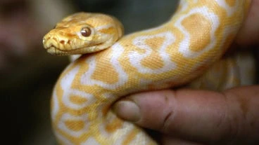 Man Bitten By Neighbor’s Escaped Python In Toilet In Austria