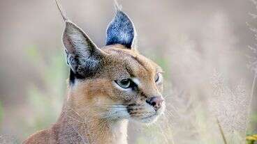 Wild Cat Native To Africa And Asia Is Captured Roaming Chicago Suburb