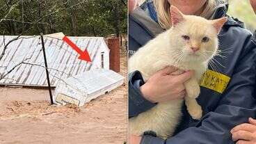 Cat Who Floated Away On Top Of Camper Roof In Hurricane Finds Way Back To Family