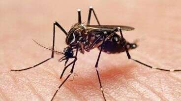 Lethal Mosquito Virus Pushes Massachusetts Residents Indoors After Dark