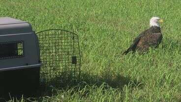 Bald Eagle Feared Injured Deemed Simply 'Too Fat To Fly'