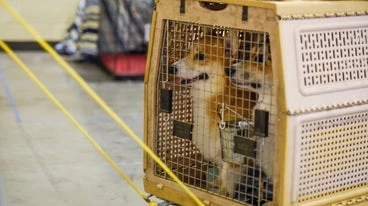 US Bans Bringing In Dogs From More Than 100 Countries Over Rabies Risk