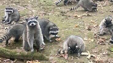 Woman Calls 911 After Being Hounded By Up To 100 Raccoons