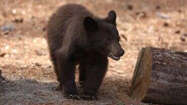 Bear Spotted Inside School, Sniffing Around Classroom Of Teacher Named Salmon