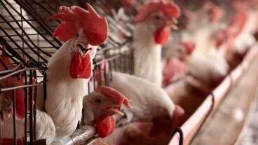 Should We Be Worried About Bird Flu?