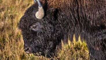 Elderly Woman Gored By Bison In Yellowstone National Park