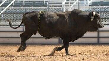 Rodeo Bull Hops Fence At Oregon Arena, Injures 3