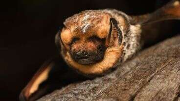 Oregon Bat, 'Hoary Potter' Wins Bizarre Beauty Contest