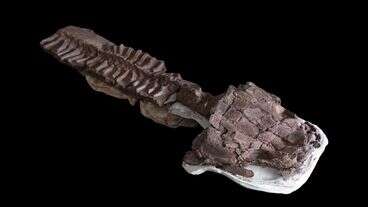 Fossils Show Huge Salamanderlike Predator With Sharp Fangs Existed Before The Dinosaurs