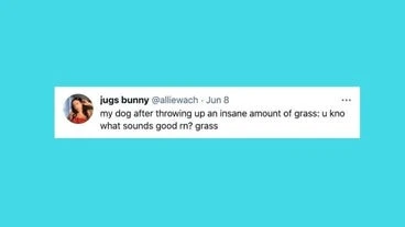 26 Of The Funniest Tweets About Cats And Dogs This Week