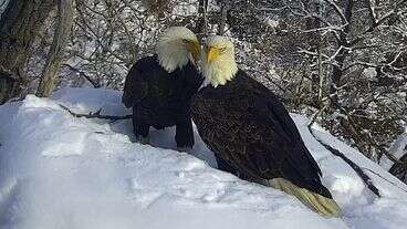 Minnesota Installs New Eagle Camera After Winds Destroyed Previous Livestream