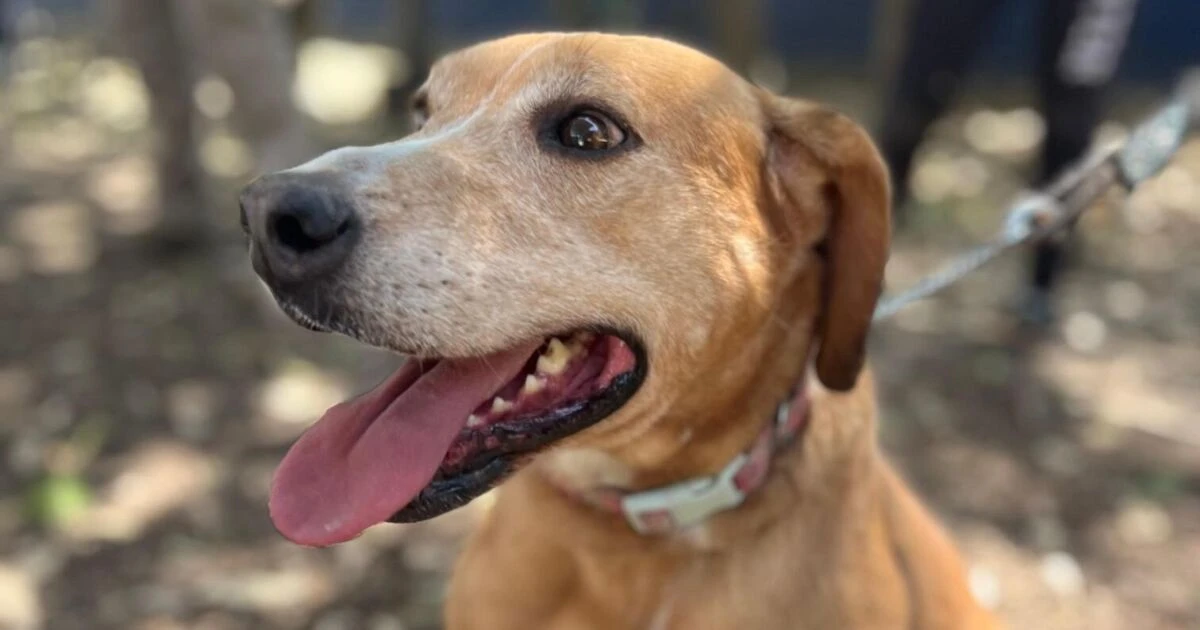 La CDMX celebra a los lomitos con jornada de adopción responsable