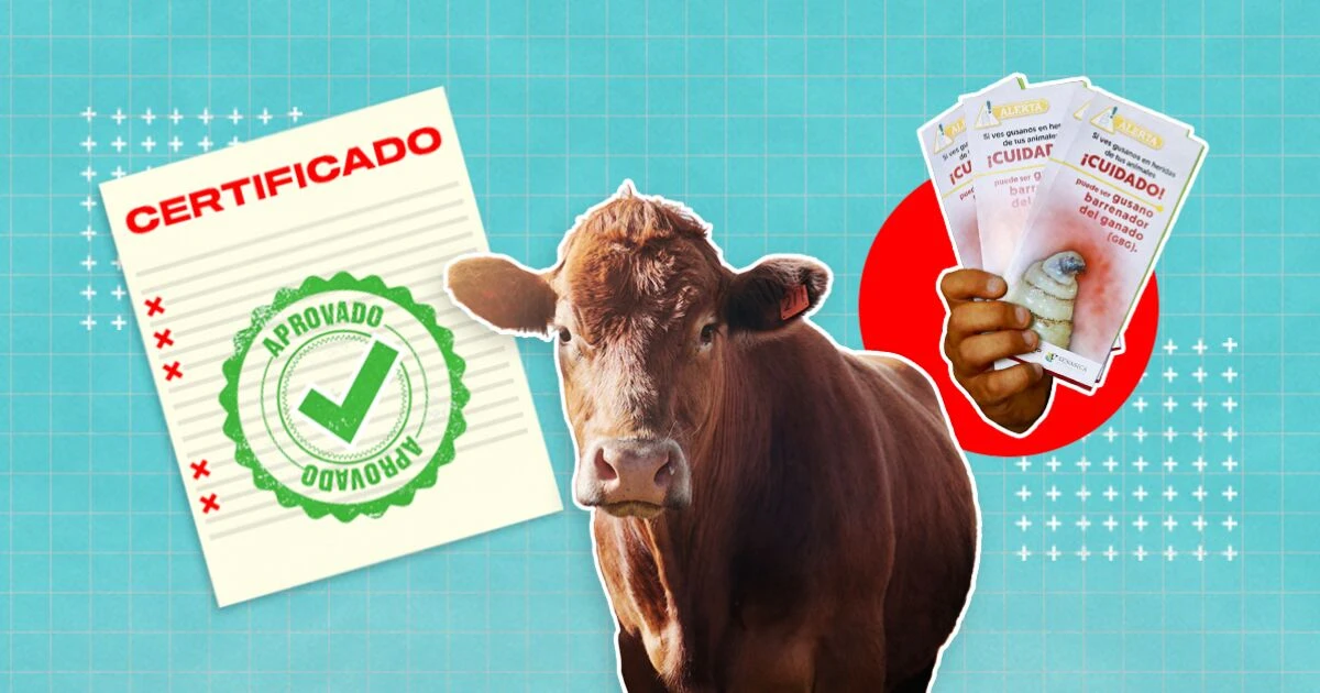 Crisis por gusano barrenador destapa irregularidades en certificación del ganado