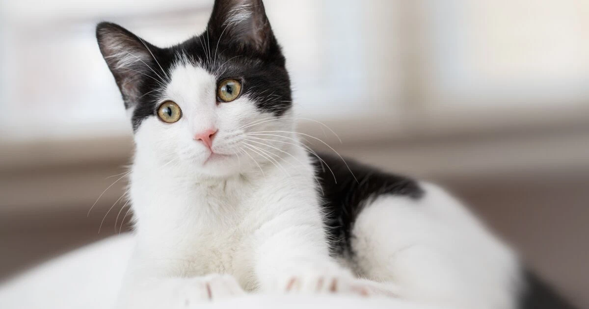 ¿Qué es la leucemia felina y cómo proteger a mi mascota?