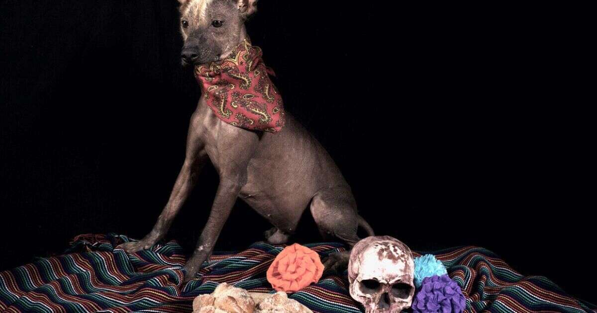 ¿Cuándo se pone la ofrenda para las mascotas y qué debe llevar el altar?