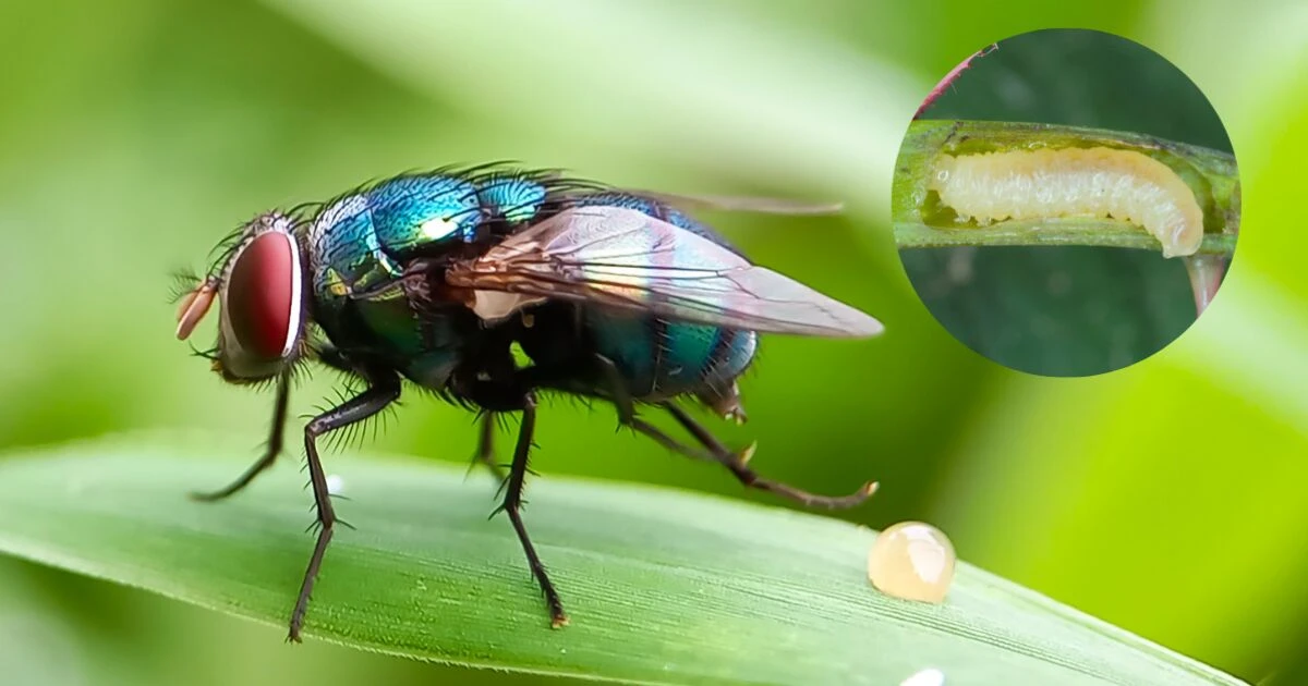 Así es el gusano barrenador de ganado que afecta a humanos en México