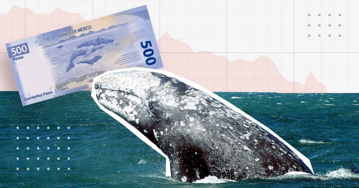 SOS: La ballena gris, la del billete, lucha por sobrevivir en Baja California