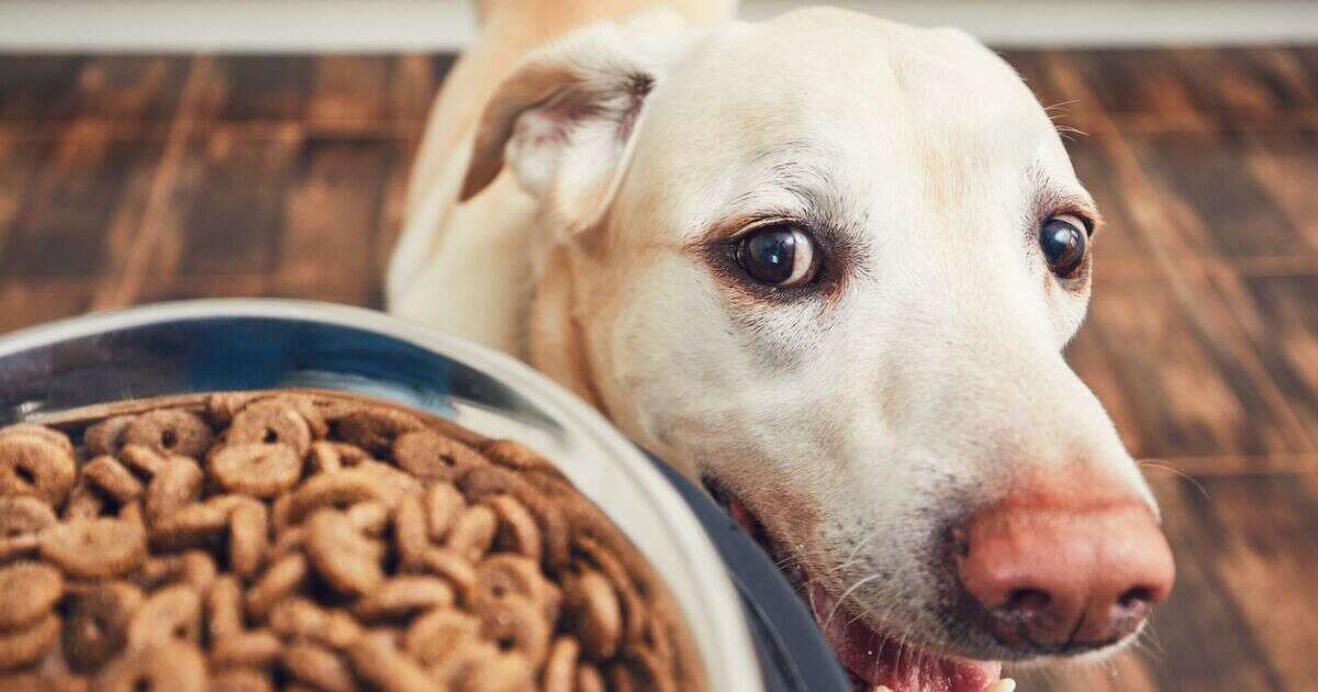 Ni cambios bruscos ni ‘probaditas’: consejos de alimentación para tu perro