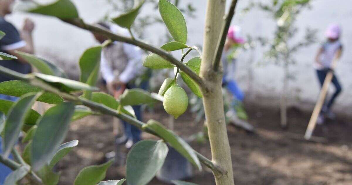 Productores de limón se van a paro en dos municipios de Michoacán por violencia