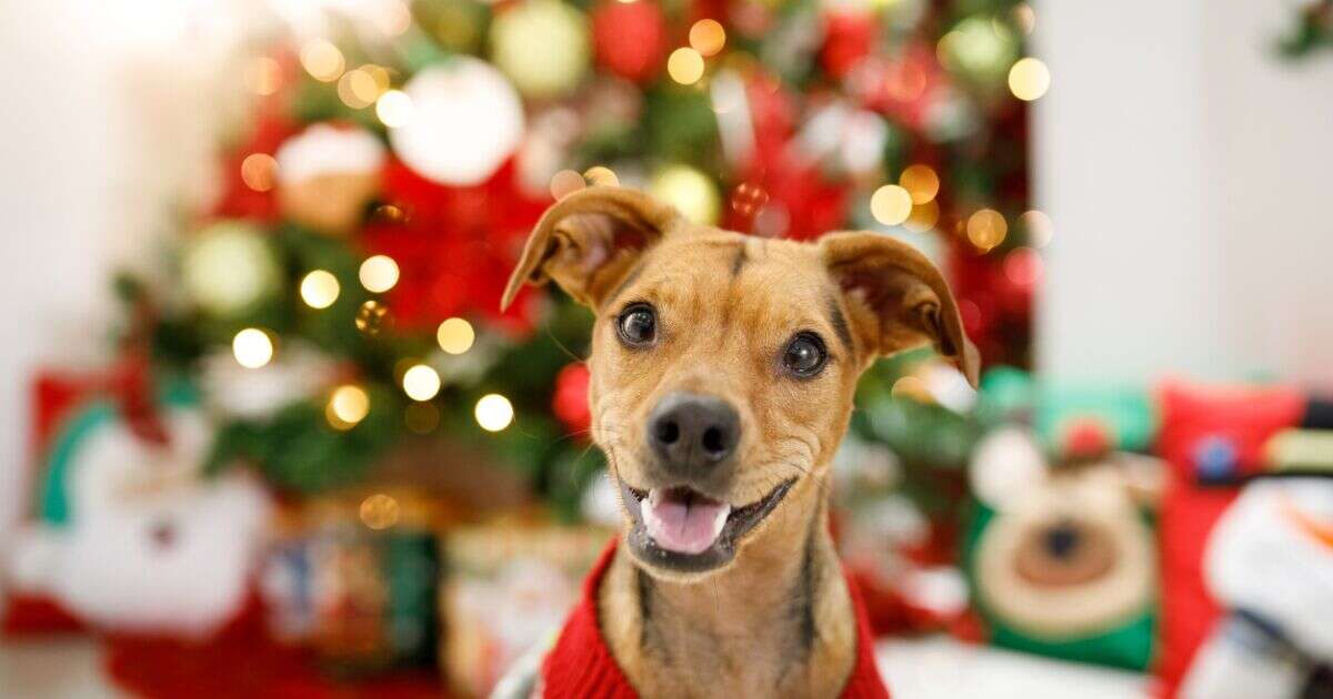 Así puedes cuidar a tus perros en las fiestas decembrinas