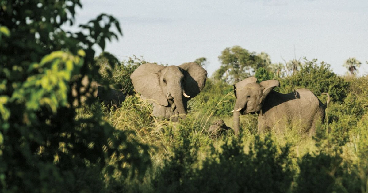 Un encuentro con lo salvaje: así es la experiencia de un safari en Botsuana