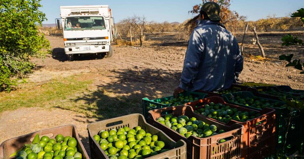 Gobierno atiende da protección a limoneros de Michoacán por extorsiones