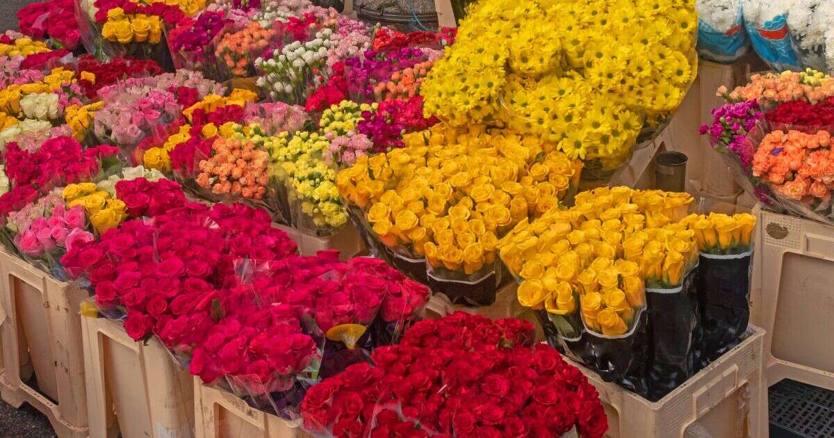 Flores amarillas en CDMX: ¿Dónde comprarlas este 21 de septiembre?