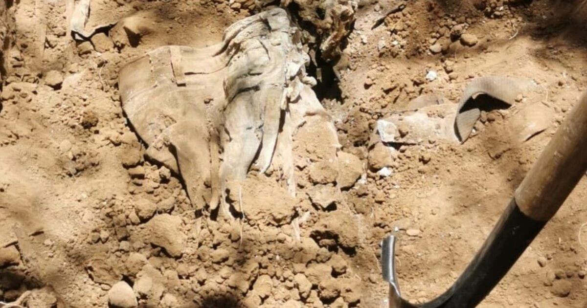 Colectivo de búsqueda de personas reporta hallazgo de cuerpos en fosa de Sonora