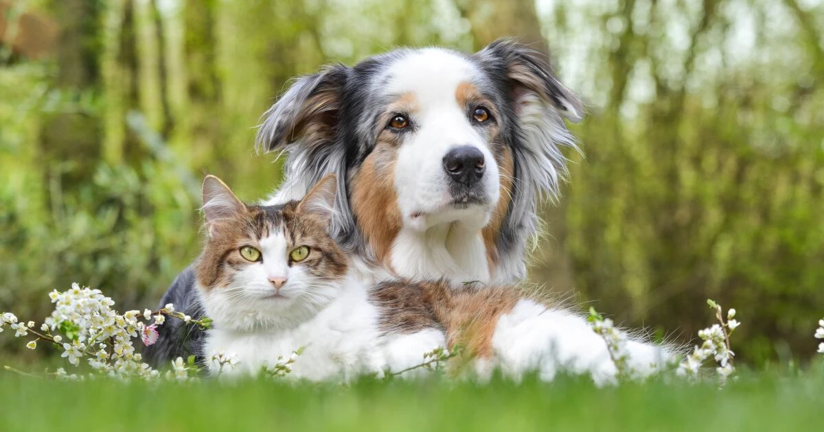 ¿Cómo saber si tu mascota padece obesidad?