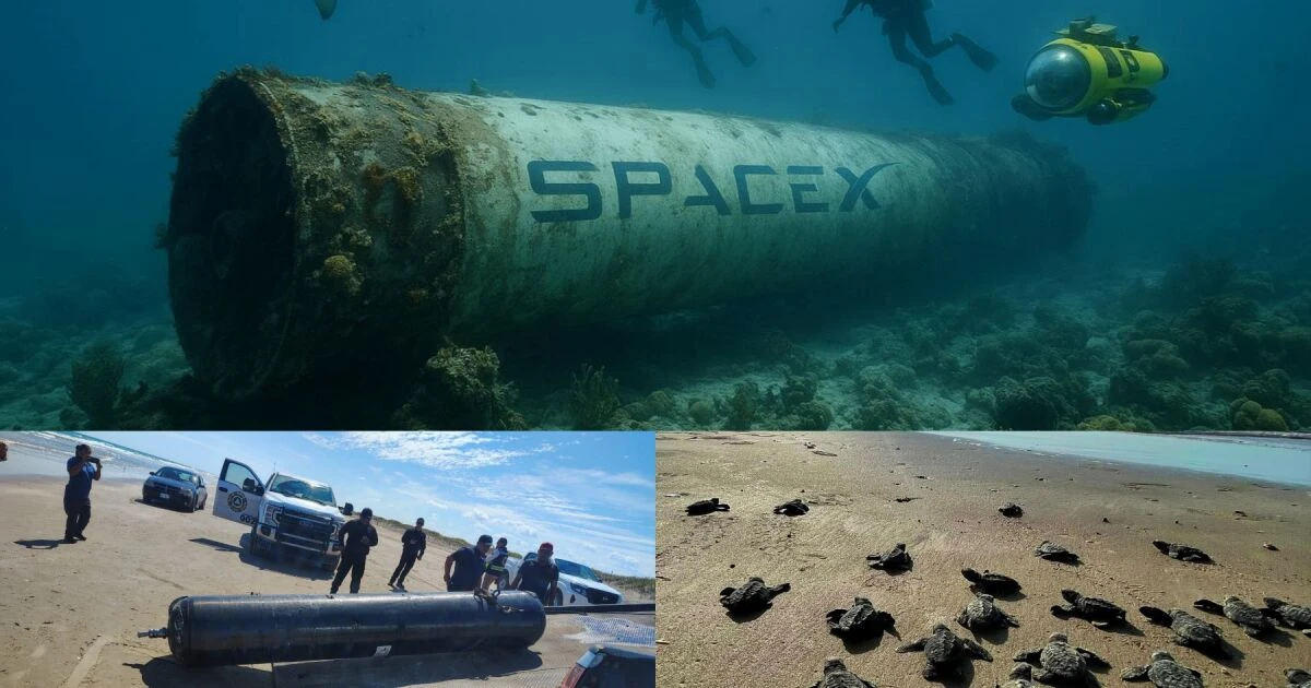 Basura de SpaceX en Tamaulipas amenaza el ambiente y a la tortuga lora