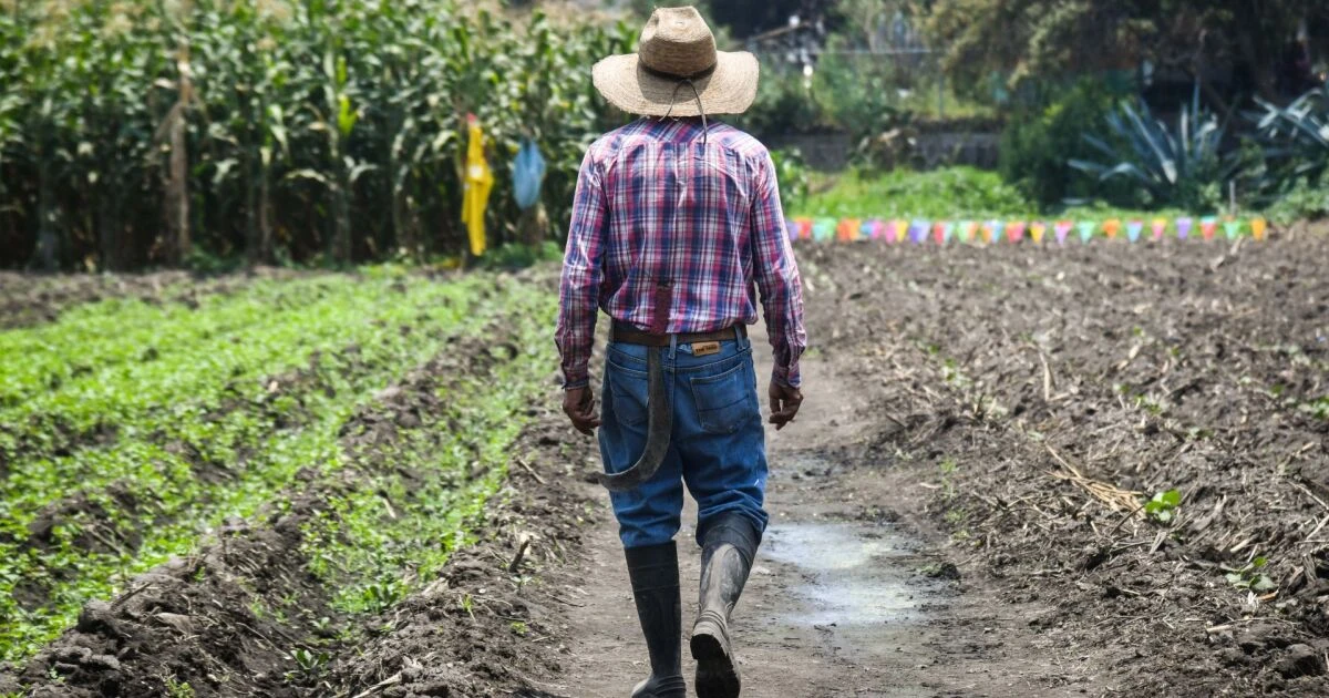 Inseguridad y crisis sanitaria debilitan al agro rumbo a revisión del T-MEC
