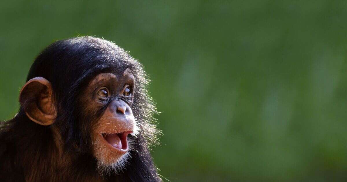 Estudio: Los chimpancés salvajes se adaptan genéticamente a distintos hábitats