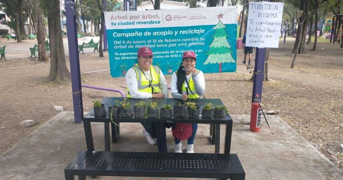 Lugares a donde puedes llevar tu árbol de Navidad