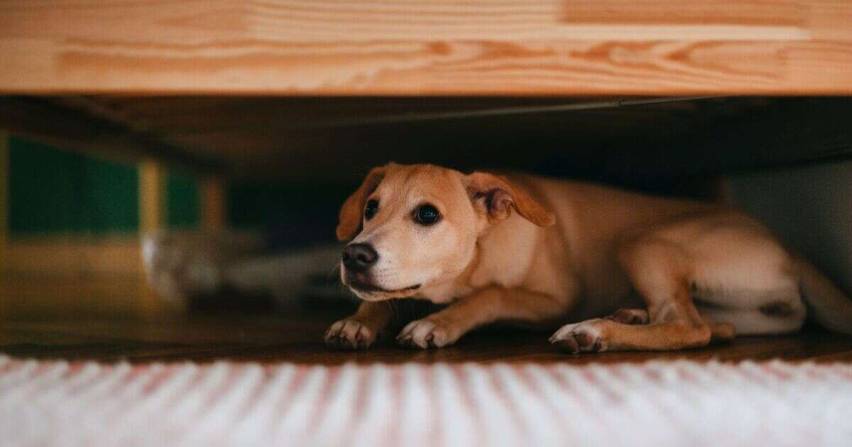 Así puedes cuidar a tu mascota de la pirotecnia