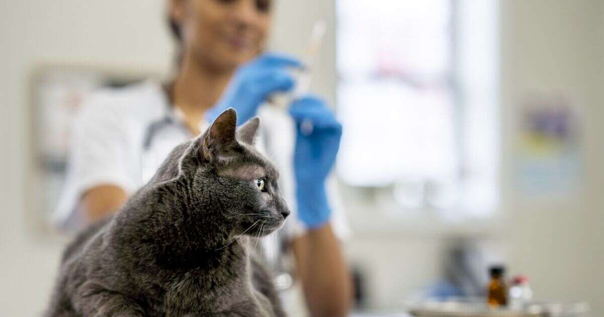 ¿Dónde hay servicio veterinario gratuito y de bajo costo en CDMX?