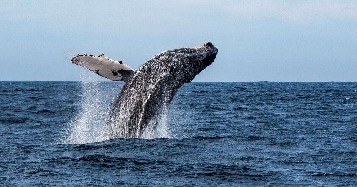 ¿Dónde ver ballenas en México? Estos destinos son ideales